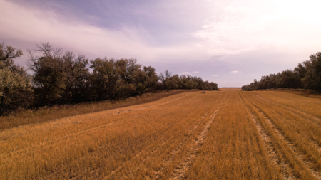 Prairie Pheasant Farm | Froid, MT - image 4