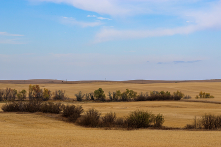 Prairie Pheasant Farm | Froid, MT - image 20