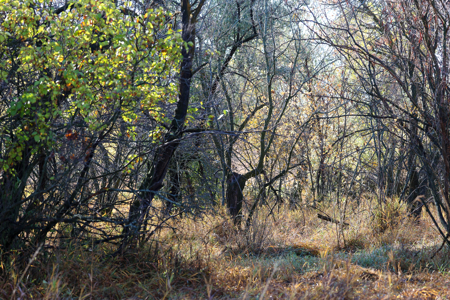 Prairie Pheasant Farm | Froid, MT - image 18
