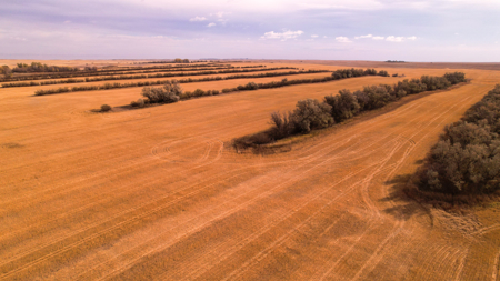 Prairie Pheasant Farm | Froid, MT - image 30