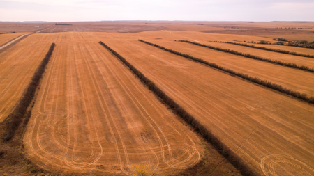 Prairie Pheasant Farm | Froid, MT - image 41