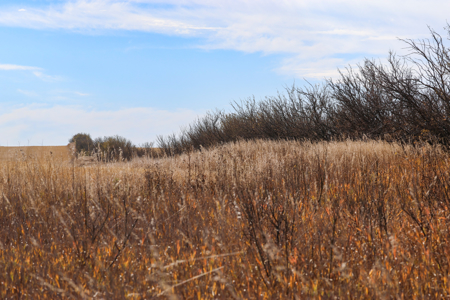 Prairie Pheasant Farm | Froid, MT - image 31