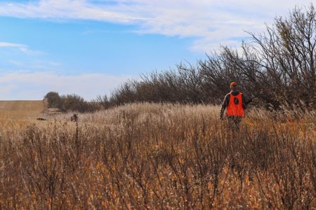 Prairie Pheasant Farm | Froid, MT - image 2