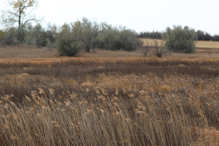 Prairie Pheasant Farm | Froid, MT - image 22