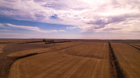 Prairie Pheasant Farm | Froid, MT - image 12