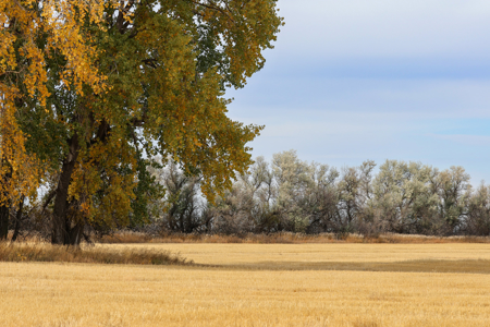 Prairie Pheasant Farm | Froid, MT - image 3