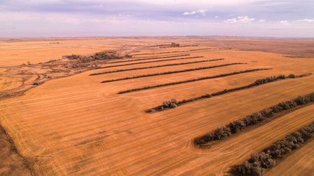 Prairie Pheasant Farm | Froid, MT - image 1