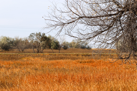 Prairie Pheasant Farm | Froid, MT - image 32