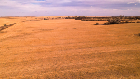 Prairie Pheasant Farm | Froid, MT - image 26
