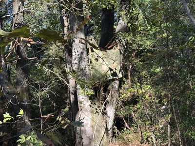 East Texas Hunting/Recreational Tract For Sale - image 18