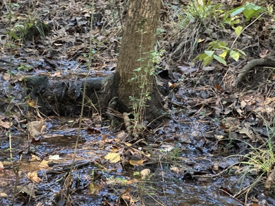 East Texas Hunting/Recreational Tract For Sale - image 23