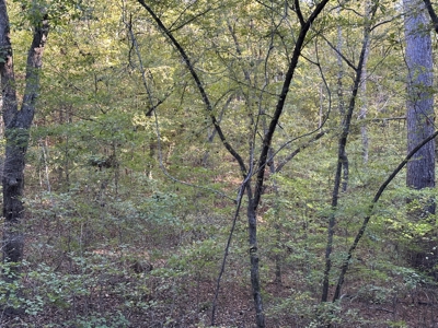 East Texas Hunting/Recreational Tract For Sale - image 9