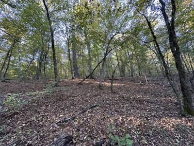 East Texas Hunting/Recreational Tract For Sale - image 8