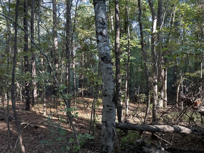 East Texas Hunting/Recreational Tract For Sale - image 2