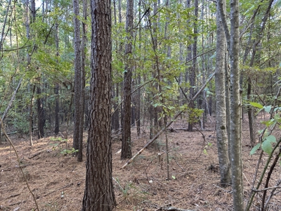 East Texas Hunting/Recreational Tract For Sale - image 3