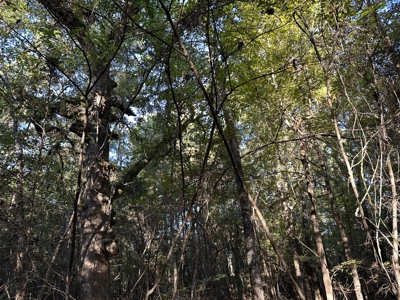 East Texas Hunting/Recreational Tract For Sale - image 6