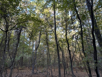East Texas Hunting/Recreational Tract For Sale - image 7