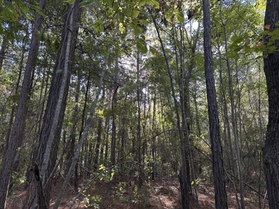 East Texas Hunting/Recreational Tract For Sale - image 19