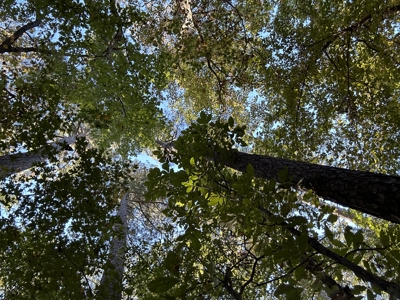 East Texas Hunting/Recreational Tract For Sale - image 17