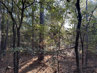 East Texas Hunting/Recreational Tract For Sale - image 4