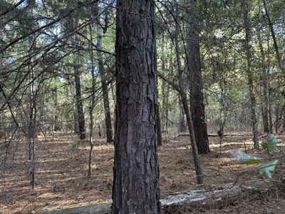 East Texas Hunting/Recreational Tract For Sale - image 5