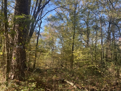 Land For Sale In Hardin County, Tn. Creek, Close To Tn River - image 7