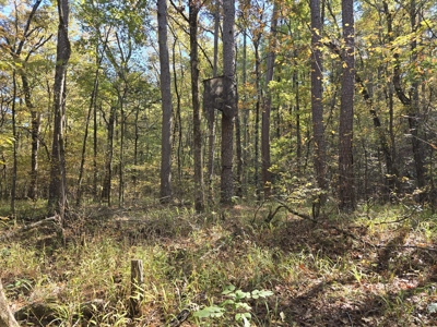 Billy Creek 20 Acres – Adjoining National Forest - image 14