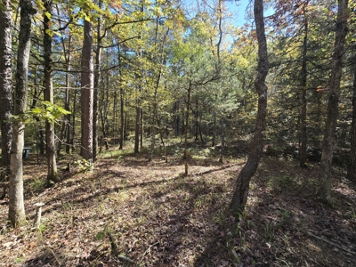 Billy Creek 20 Acres – Adjoining National Forest - image 13