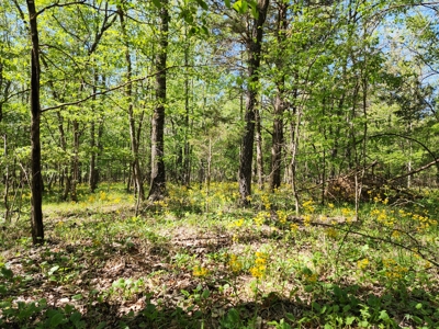 Billy Creek 20 Acres – Adjoining National Forest - image 8