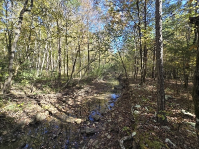 Billy Creek 20 Acres – Adjoining National Forest - image 12