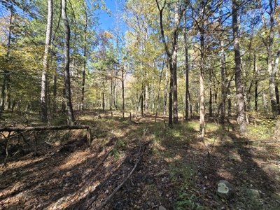 Billy Creek 20 Acres – Adjoining National Forest - image 15