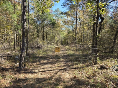 Billy Creek 20 Acres – Adjoining National Forest - image 10