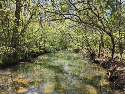 Billy Creek 20 Acres – Adjoining National Forest - image 3