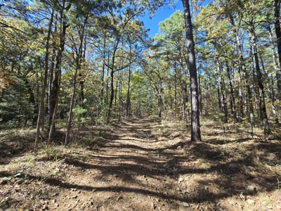 Billy Creek 20 Acres – Adjoining National Forest - image 19