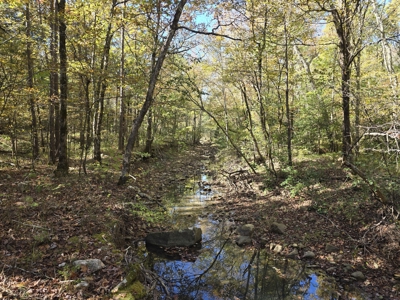 Billy Creek 20 Acres – Adjoining National Forest - image 17