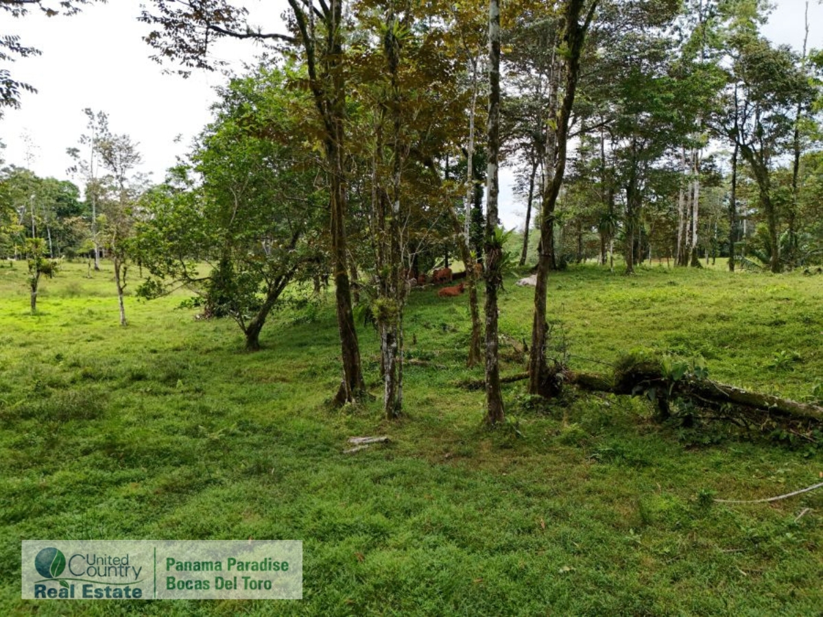 Tropical Acreage Near Drago Beach, 55.6 Hectares — Isla Colón - 17