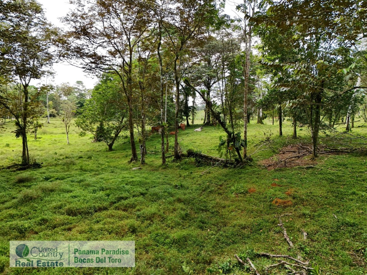 Tropical Acreage Near Drago Beach, 55.6 Hectares — Isla Colón - 5