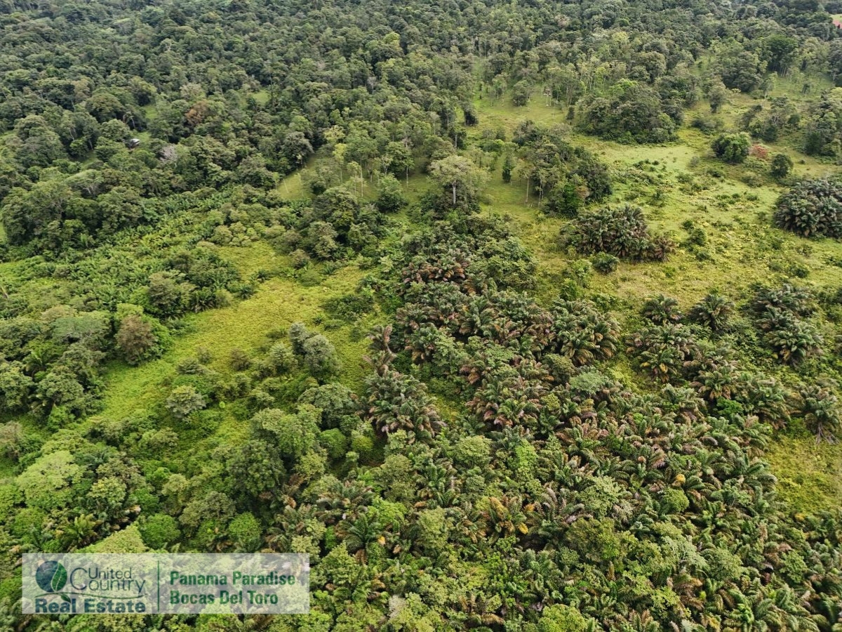 Tropical Acreage Near Drago Beach, 55.6 Hectares — Isla Colón - 9