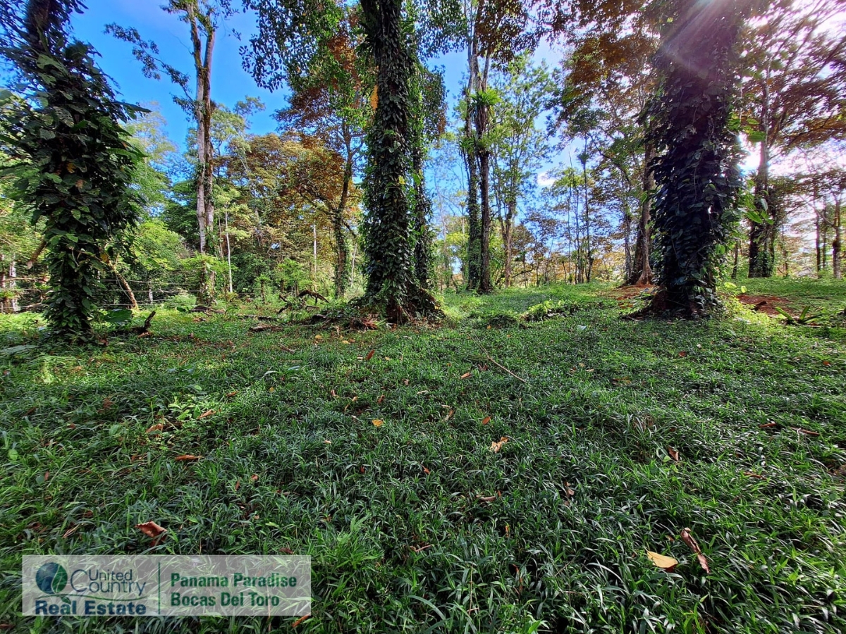 Tropical Acreage Near Drago Beach, 55.6 Hectares — Isla Colón - 7