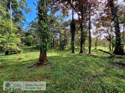 Bocas del Toro Land for Sale | Tropical Acreage Near Drago Beach - image 19