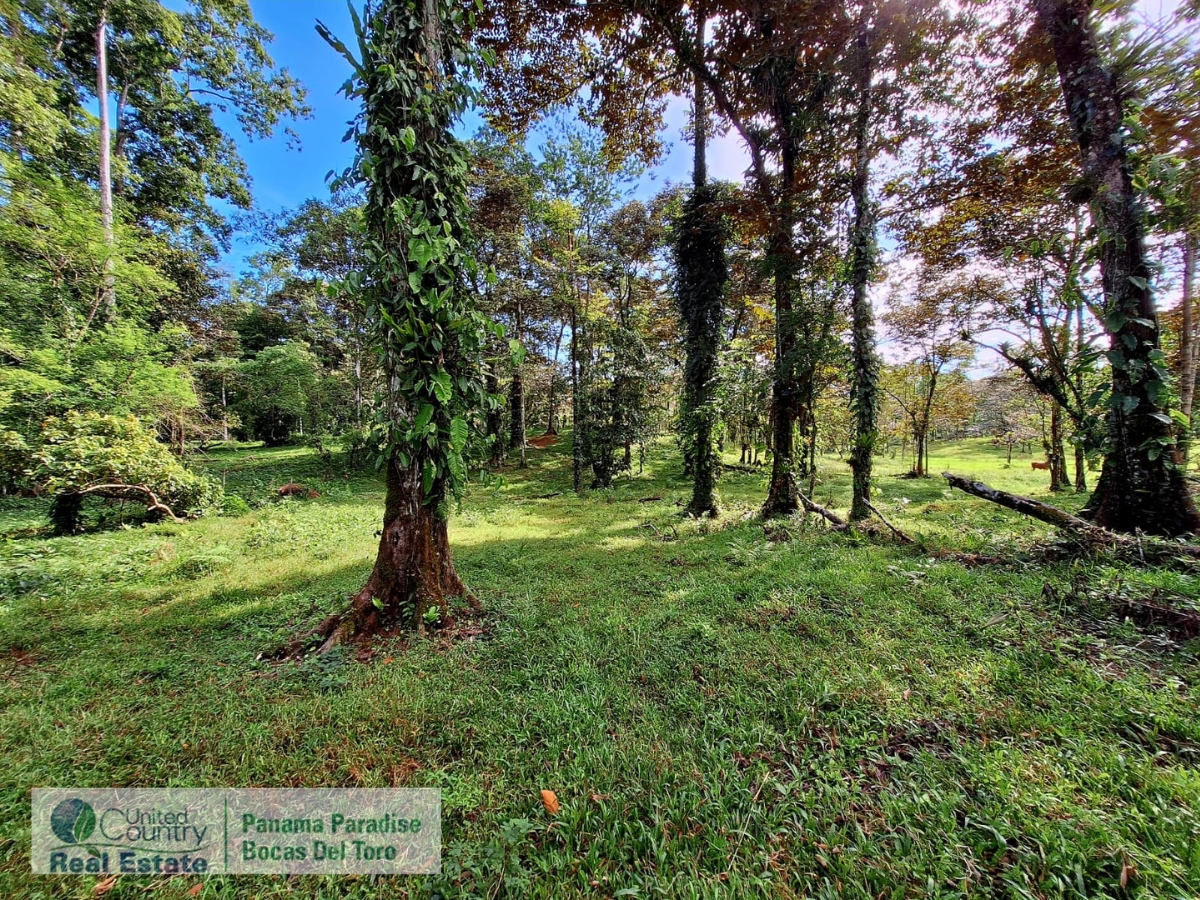 Tropical Acreage Near Drago Beach, 55.6 Hectares — Isla Colón - 6