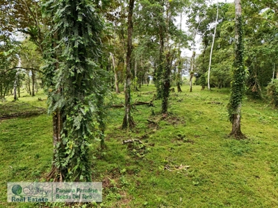 Bocas del Toro Land for Sale | Tropical Acreage Near Drago Beach - image 12