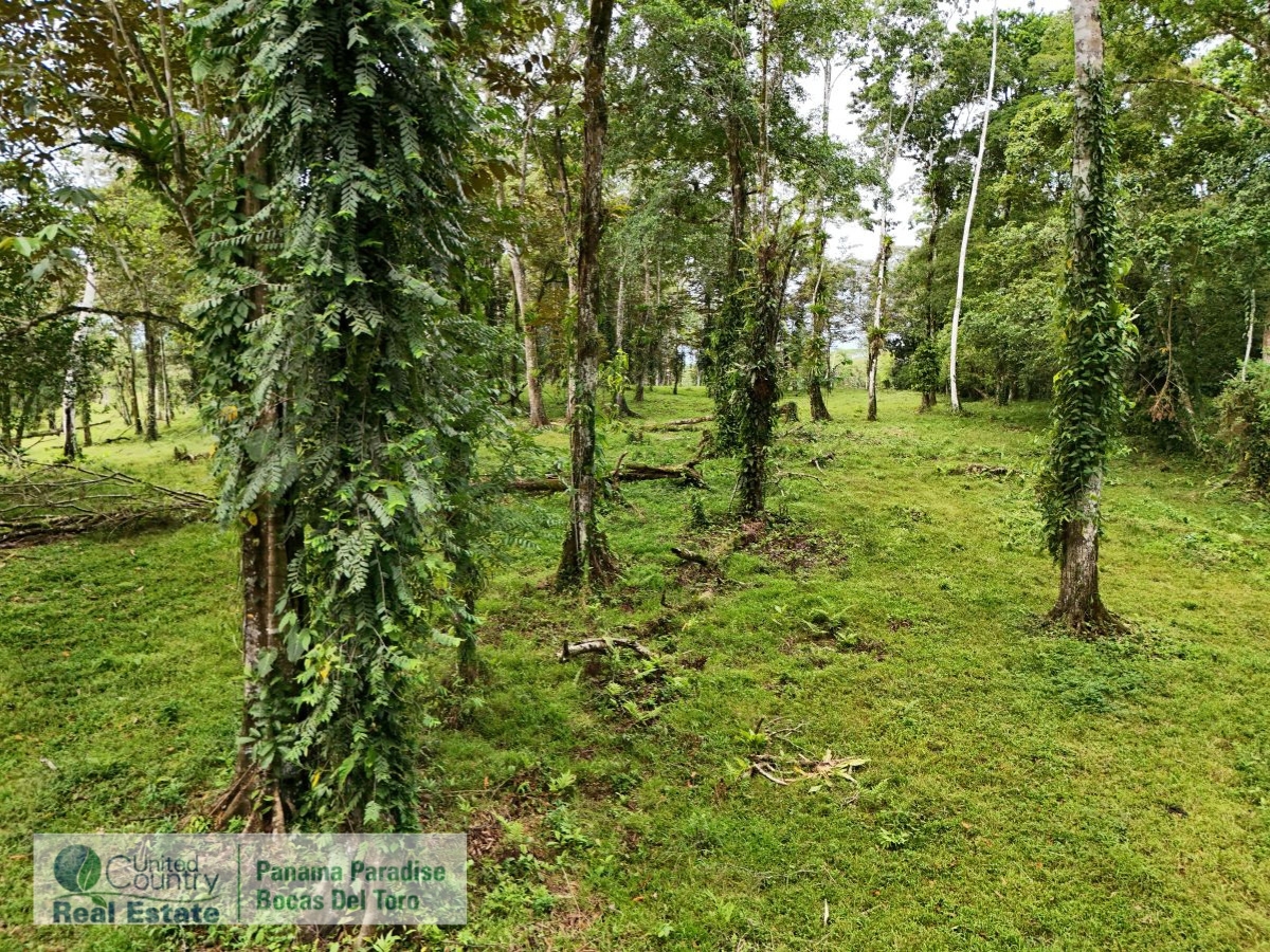 Tropical Acreage Near Drago Beach, 55.6 Hectares — Isla Colón - 18