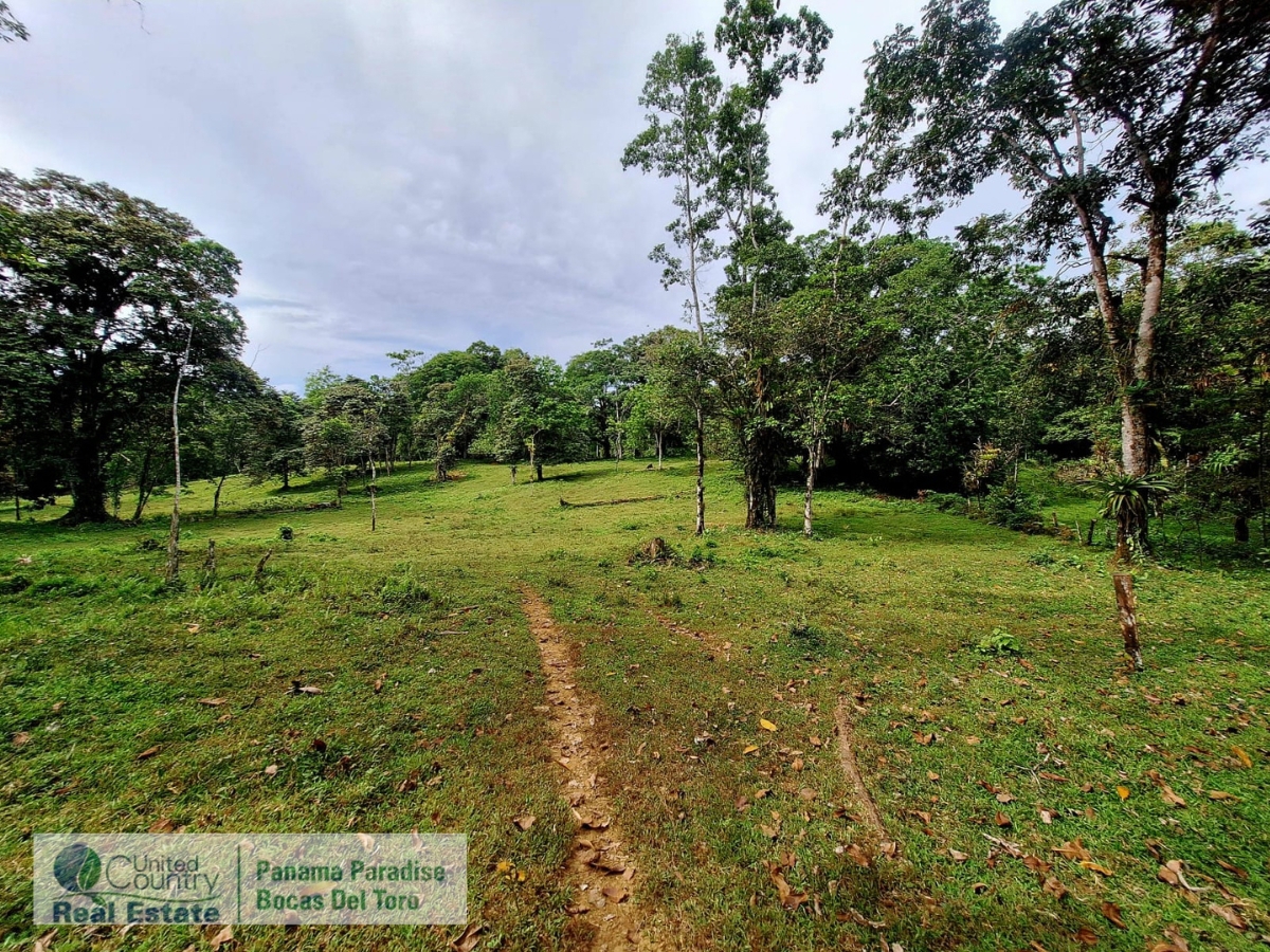 Tropical Acreage Near Drago Beach, 55.6 Hectares — Isla Colón - 14
