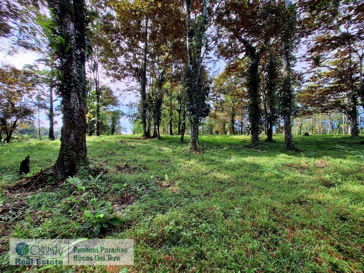 Tropical Acreage Near Drago Beach, 55.6 Hectares — Isla Colón - 21