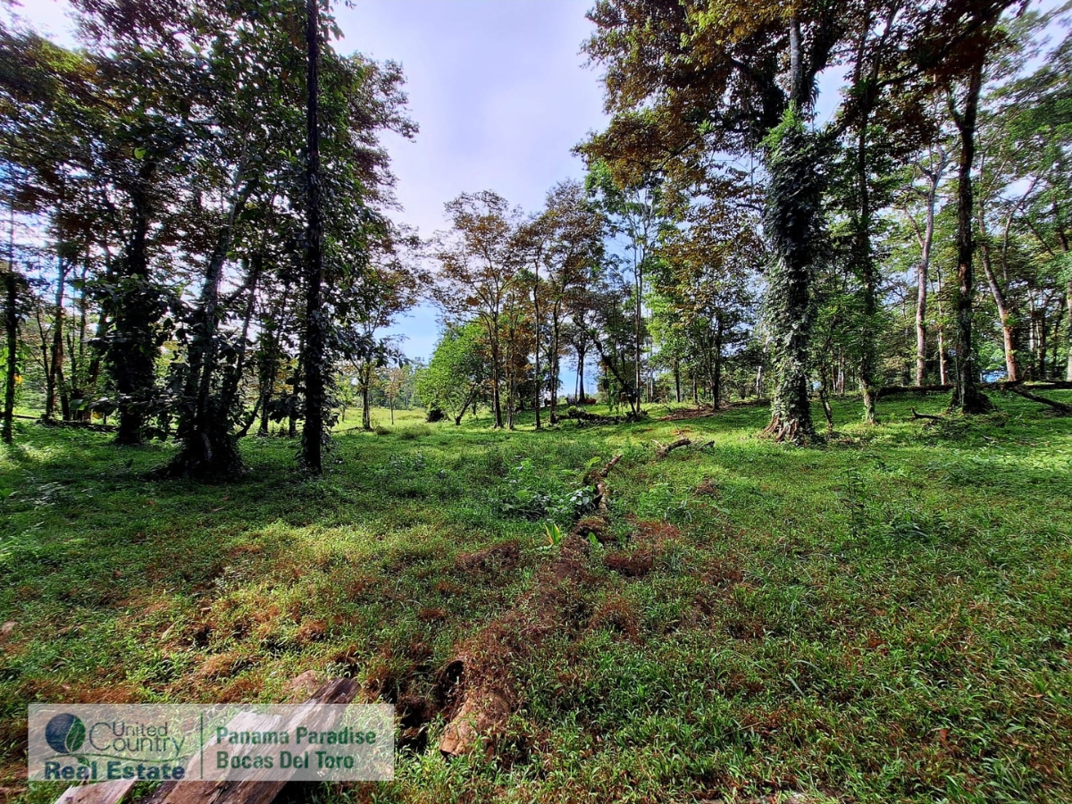 Tropical Acreage Near Drago Beach, 55.6 Hectares — Isla Colón - 4