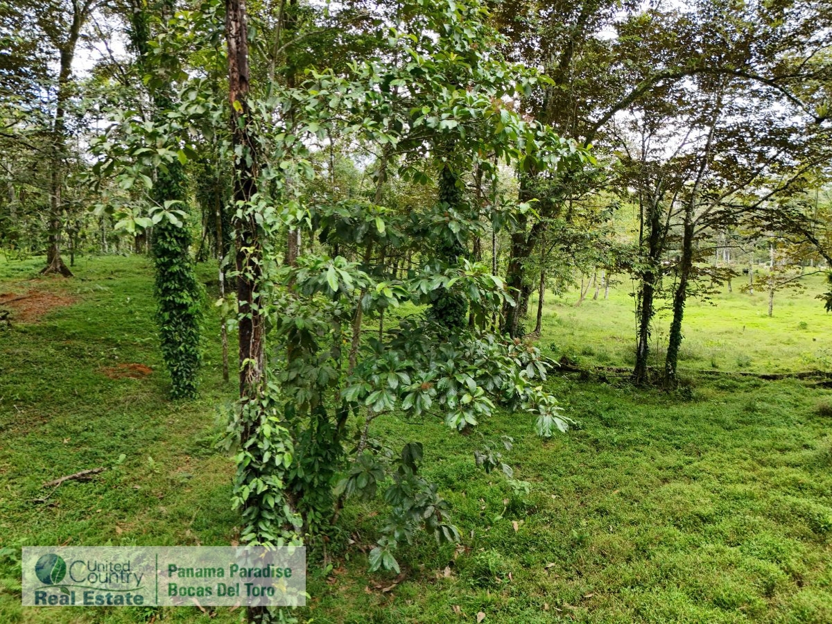 Tropical Acreage Near Drago Beach, 55.6 Hectares — Isla Colón - 20