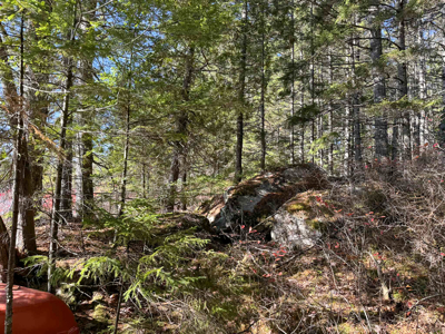 41 Acres with 1330 Ft on Long Lake - Northfield, ME - image 13