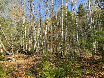 41 Acres with 1330 Ft on Long Lake - Northfield, ME - image 14