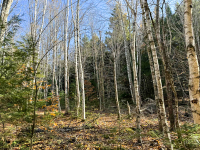 41 Acres with 1330 Ft on Long Lake - Northfield, ME - image 7